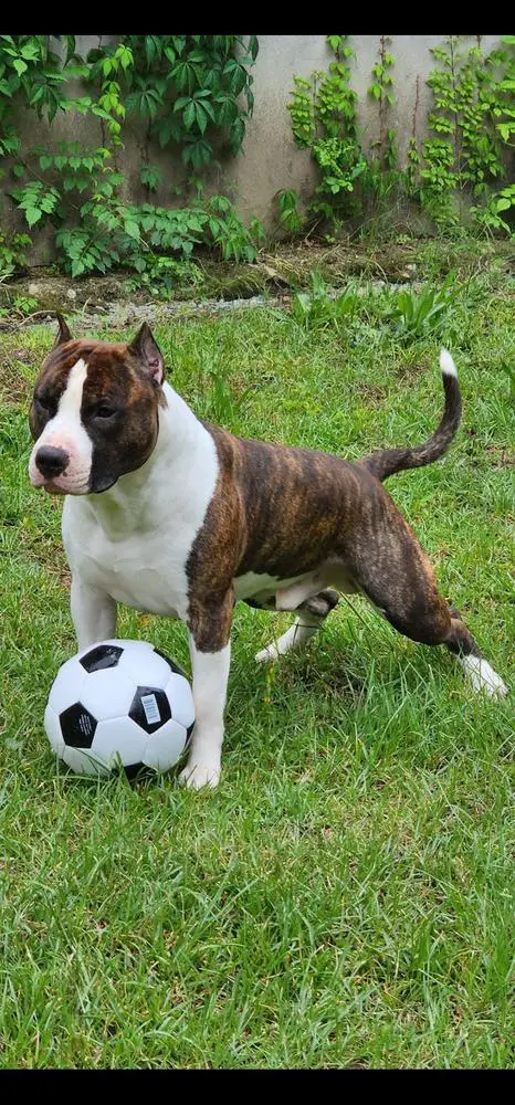 Awakened's Always Wicked