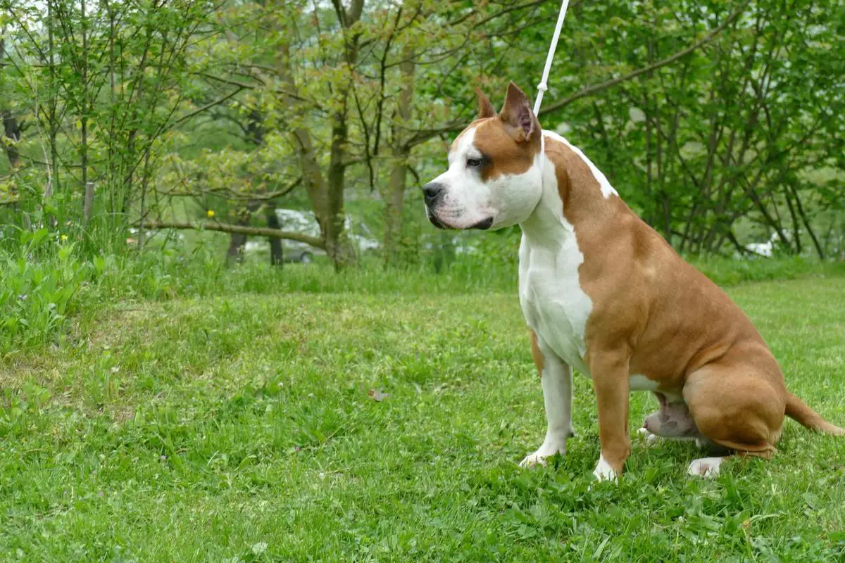 GR CH RUS, CH CLUB RUS, CH RUS, 2*CH RKF, JCH RUS, JCH RKF STELLAR VEY CHALLENGE ACCEPTED