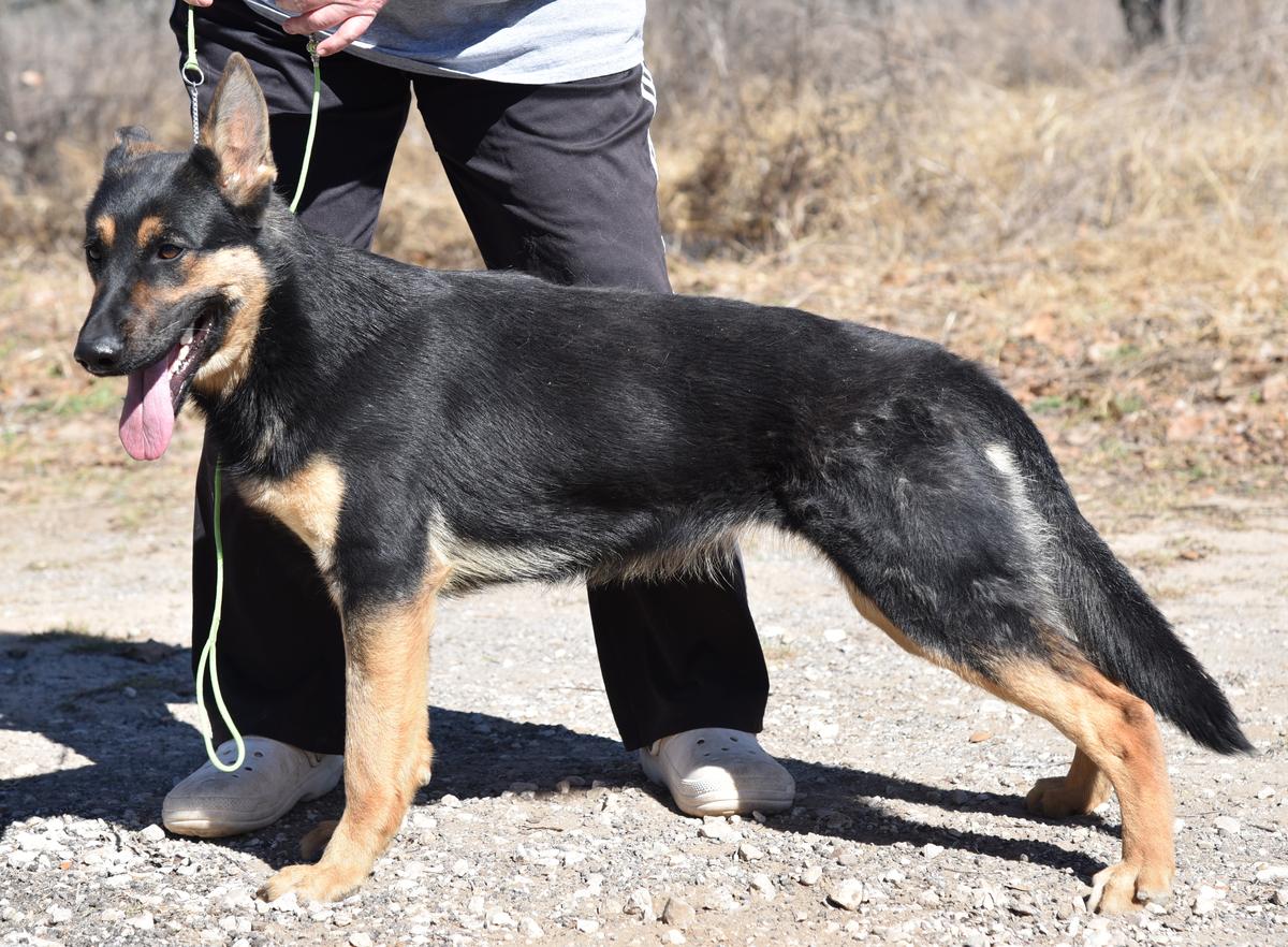Xandi European K9 training base