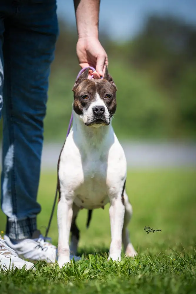 JC Ring Angels Go Go Elite Team