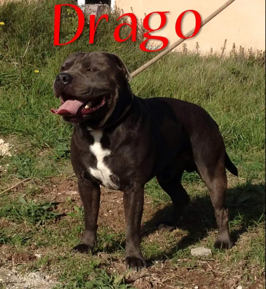 Drago Grand Molosse