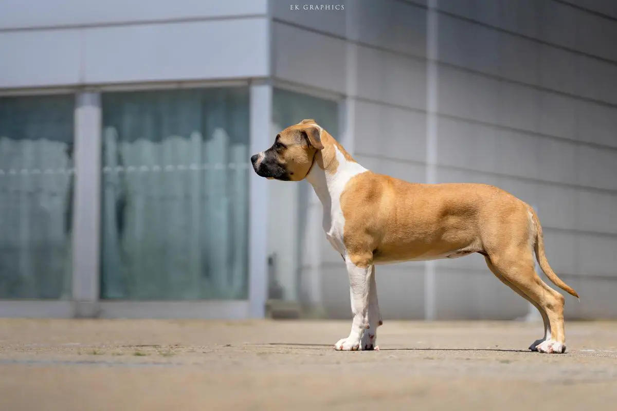 Bubble be Sidney Touch of Hope