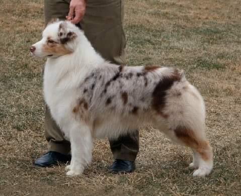 AKC GCH/Eng/Ir/Lux/Intl CH Bayshore Stonehaven Cat Burglar