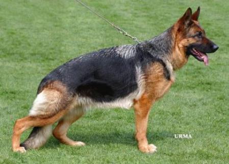 V Kea vom Weihertürchen