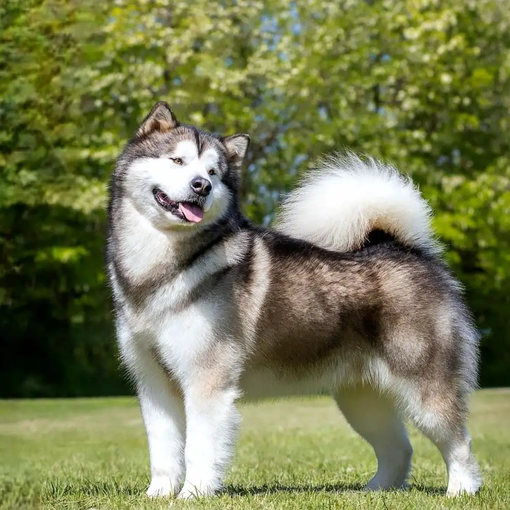 Int.CH.,PL.CH.,HUCH,ROCH,CIBJ,SKJCH, ROJCH, HUJCH, HMPGW Nord Imperial Excellent