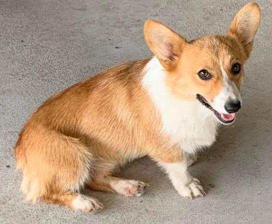 CC7 Texas Jax Berryhill