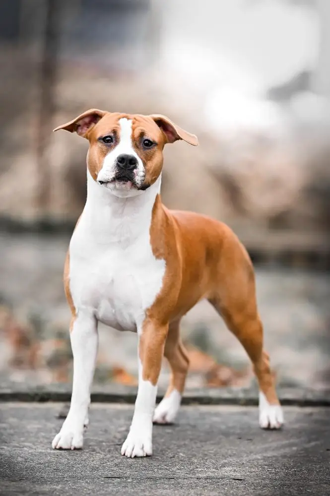 JCH Pol, JClub Winner, Multi BISPuppy Honeymoon Promising Future