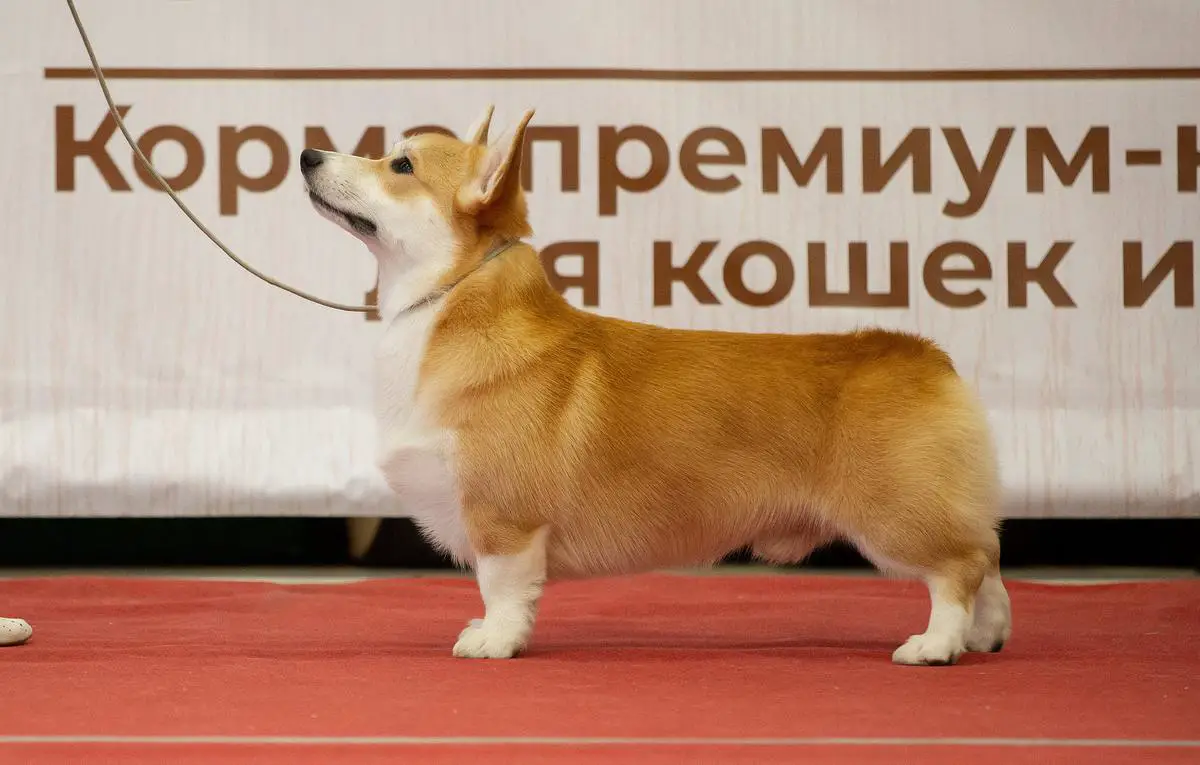 GrCH.RUS, CH.RKF, RUS, CL RUS, JCH.RKF, RUS GARDIAN ENZHEL EKIMARU