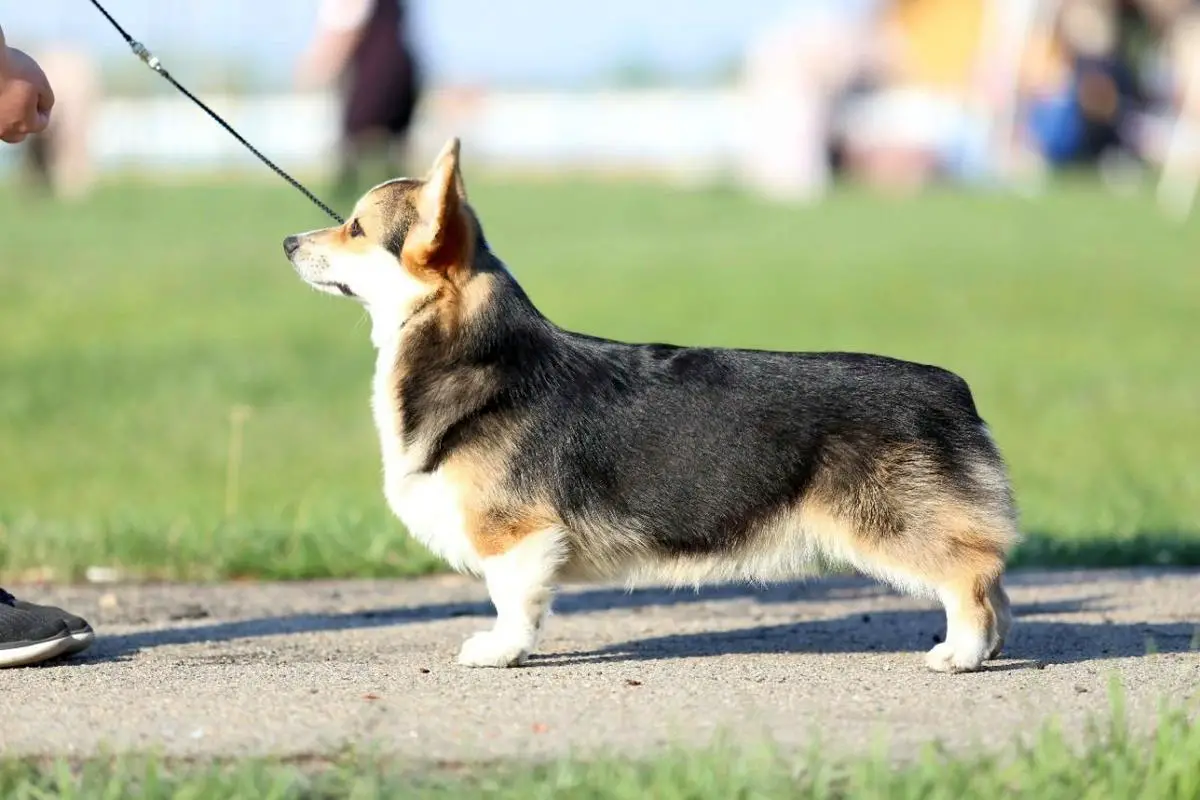 Yamaika iz Ryzhey Stai