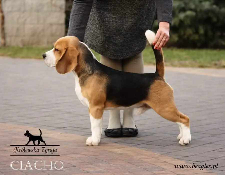 THAT'S MY CAKE KROLEWSKA ZGRAJA