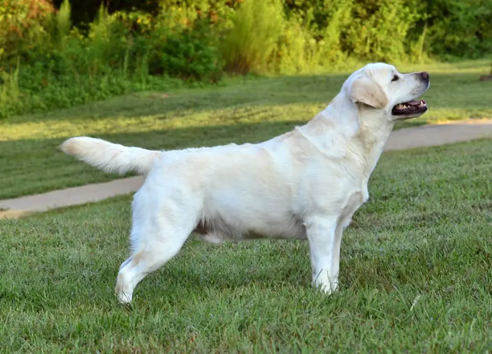 CH Cinnamires Chalk Art