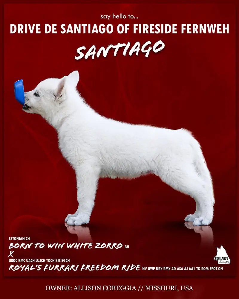 RBPIS Nat/IntJR UCH Drive de Santiago of Fireside Fernweh