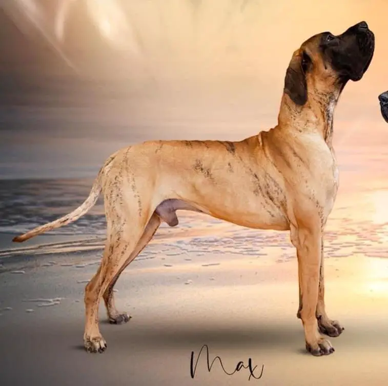 Blasius' Beauty Ballantines