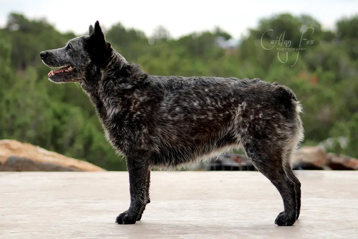 Hartman’s Dark Stormy Skyy