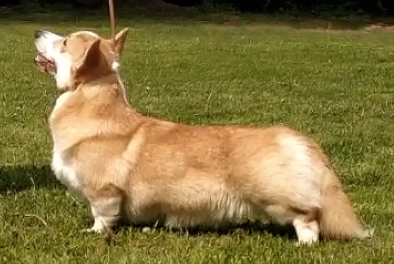 J.Ch RO, GrCh RO Corwood Kimberly at Rowanshire