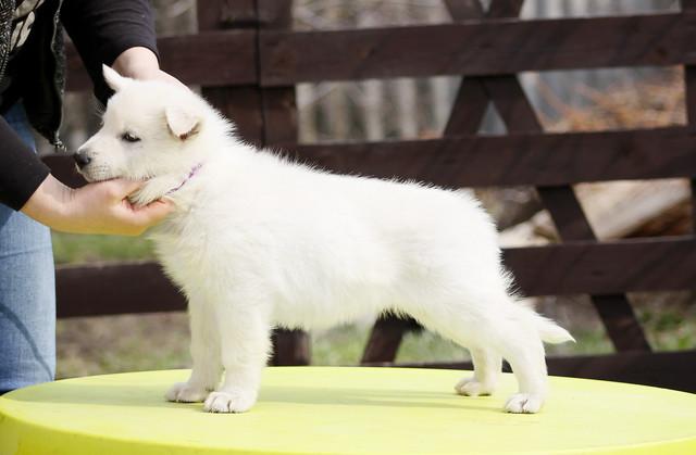 Fieliss Spring Melody