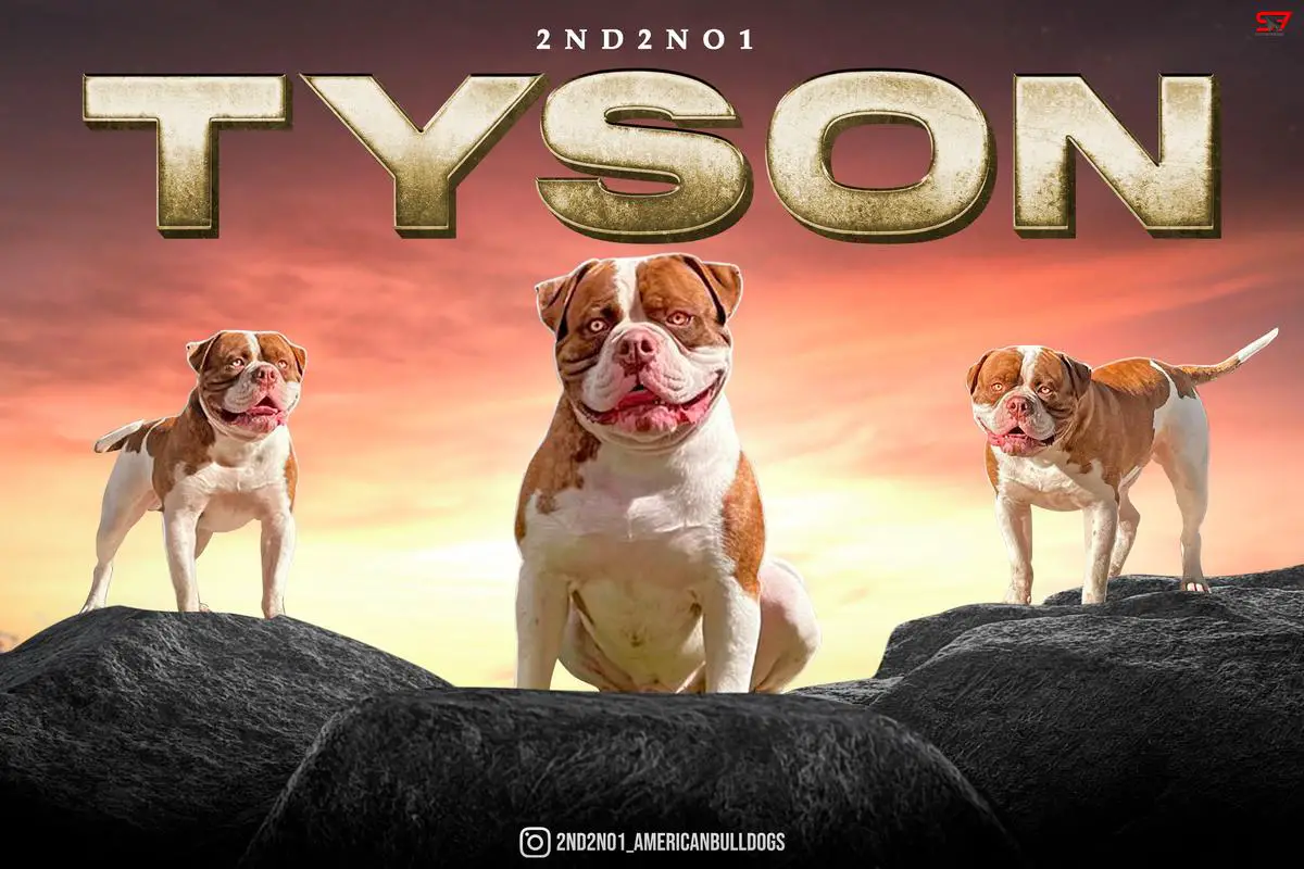 2ND2NO1 Tyson of platinum USA