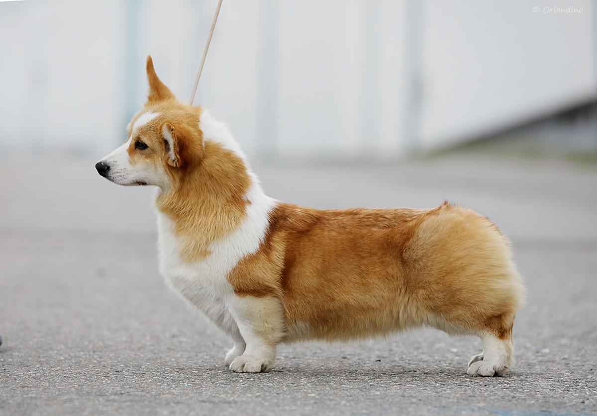 JRuch, JRKFCh, RuCh, RKFCh Felangry Over the moon