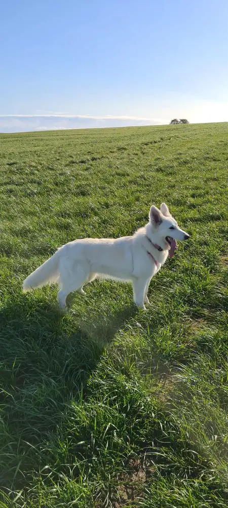 KABOKANE'S CLEOPATRA