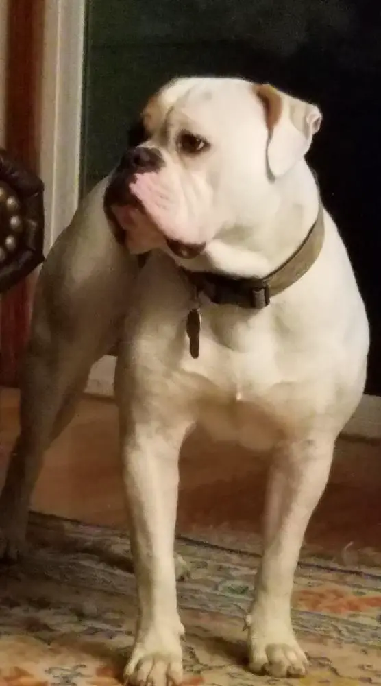 REMO'S MAXIMUM TURBO