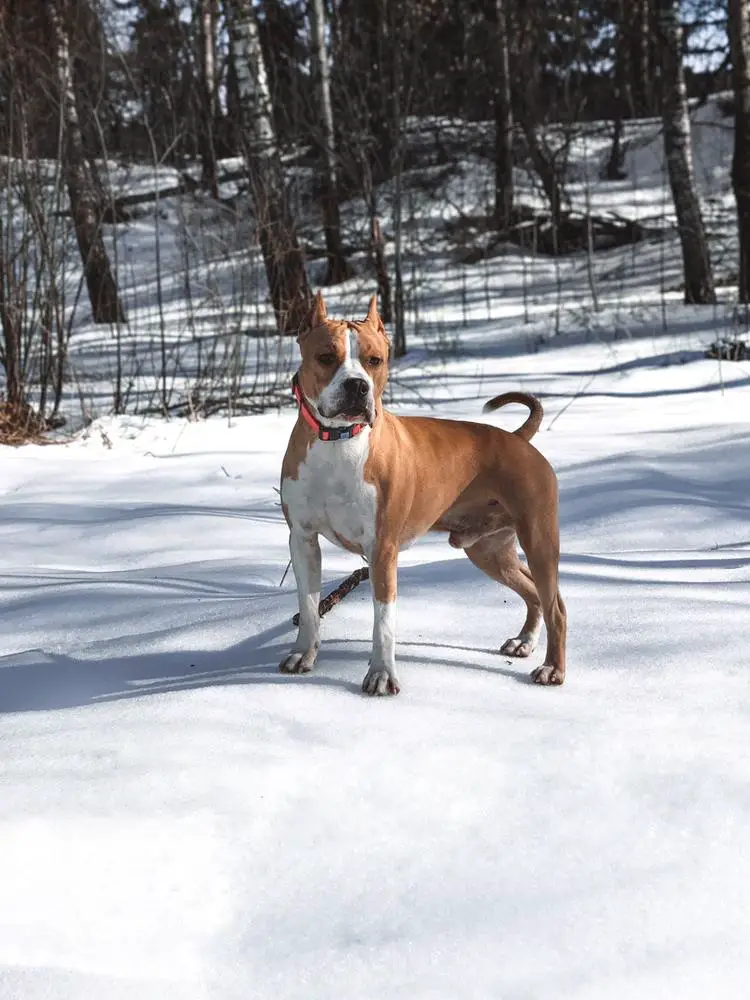 Russkie Vikingi Valguard