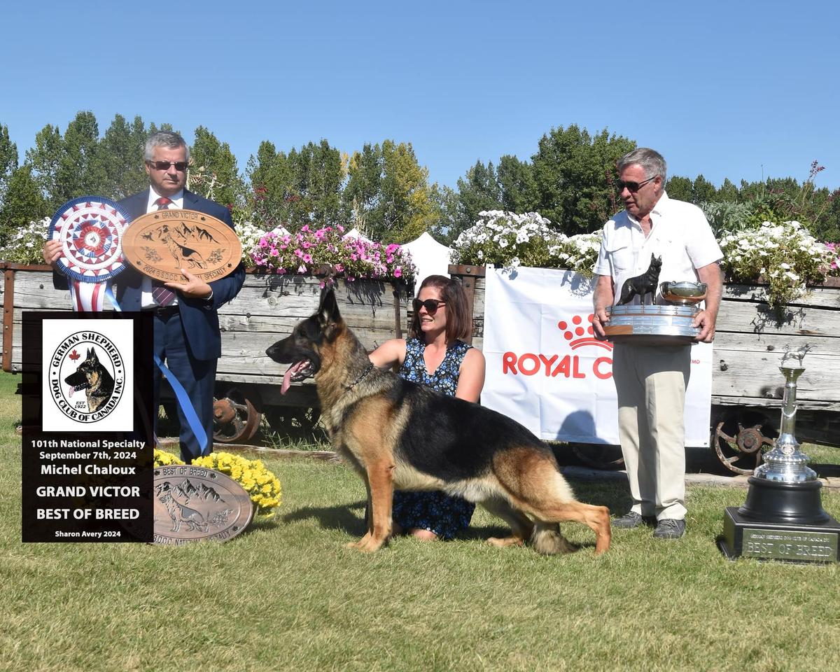 CAN GV CH US SEL EXC GCH CH BIM Norberge's C'Est Si Bon of Clayfield