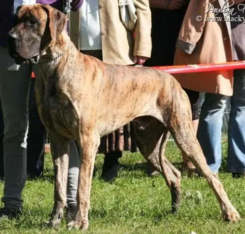 Elvis des Geants du Bocage