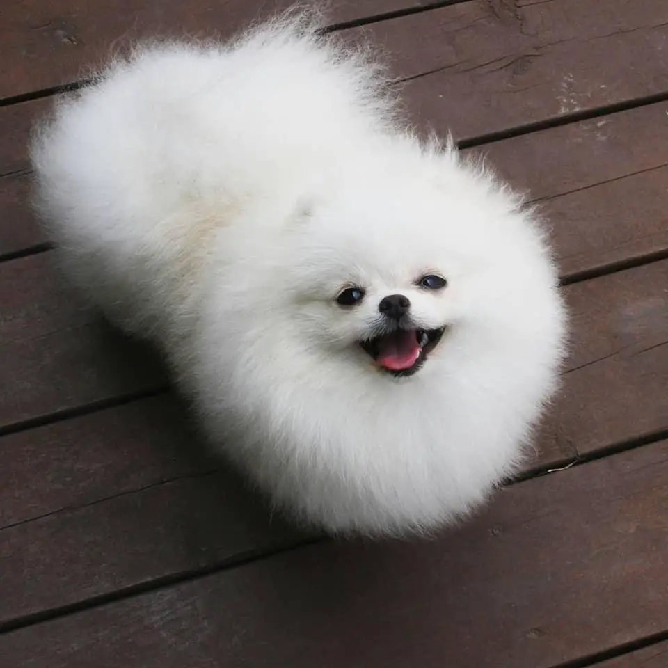 HONDA OF LIN CHI TIEN