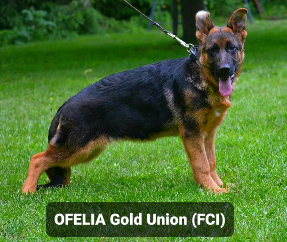 OFELIA Gold Union (FCI)