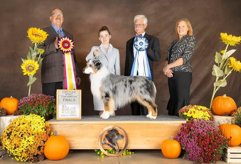 AKC/ASCA CH Spring Fever Adventure Starts Here