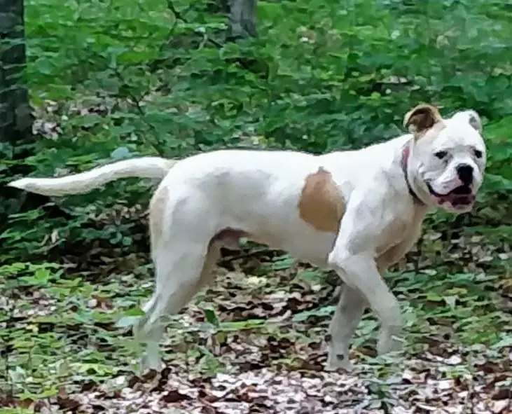 Old Line Bulls Hulk