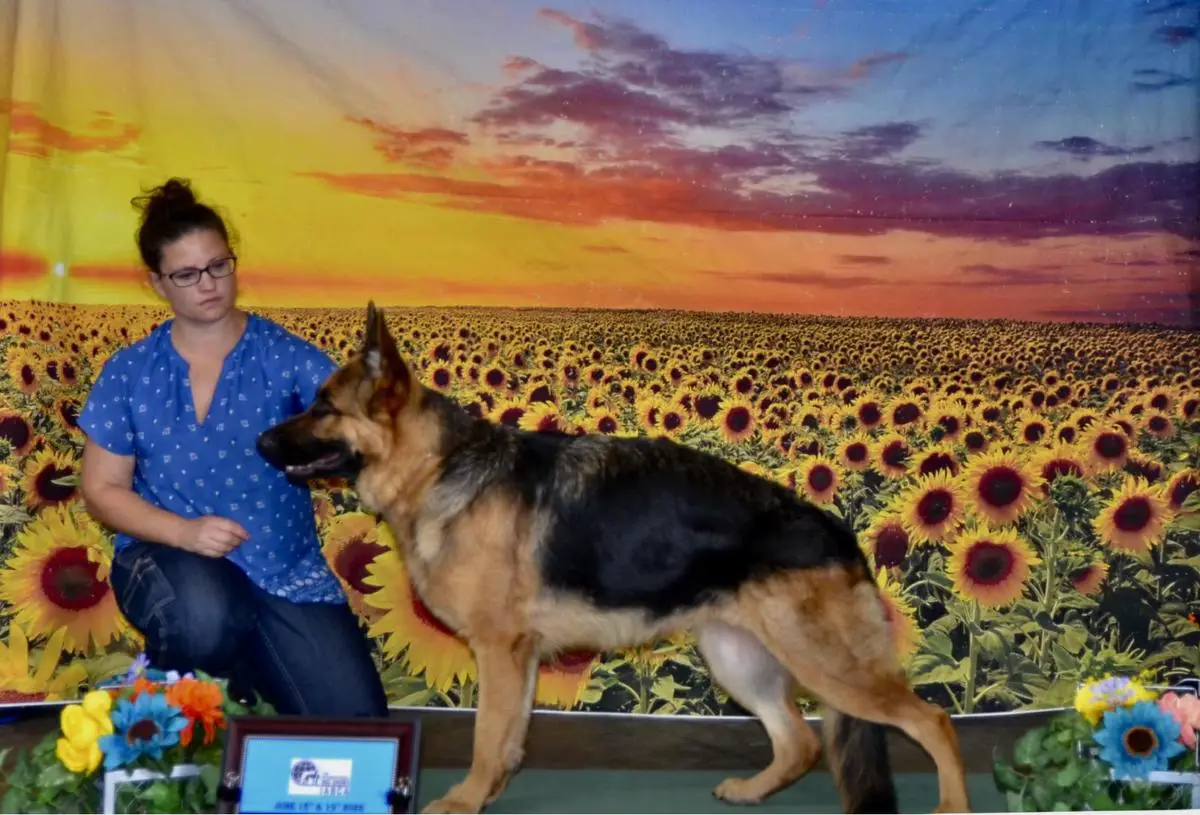 Piper Vom Amberger Haus