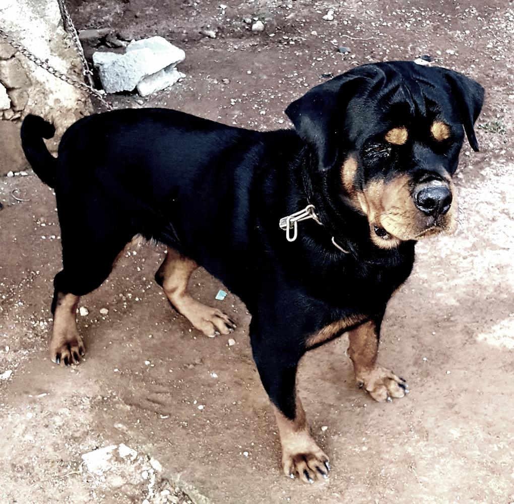 Cokie Rare breed Rottweiler