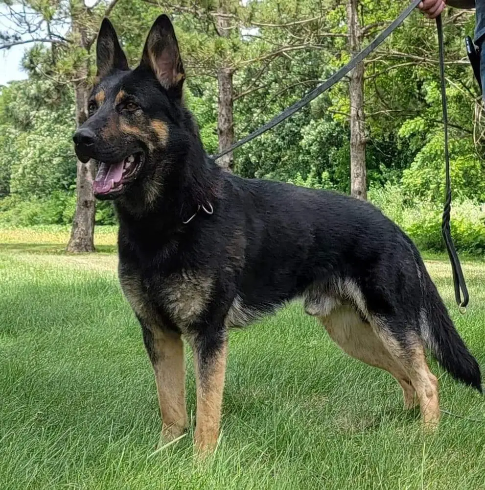 Deejay dei Lupi Invicti