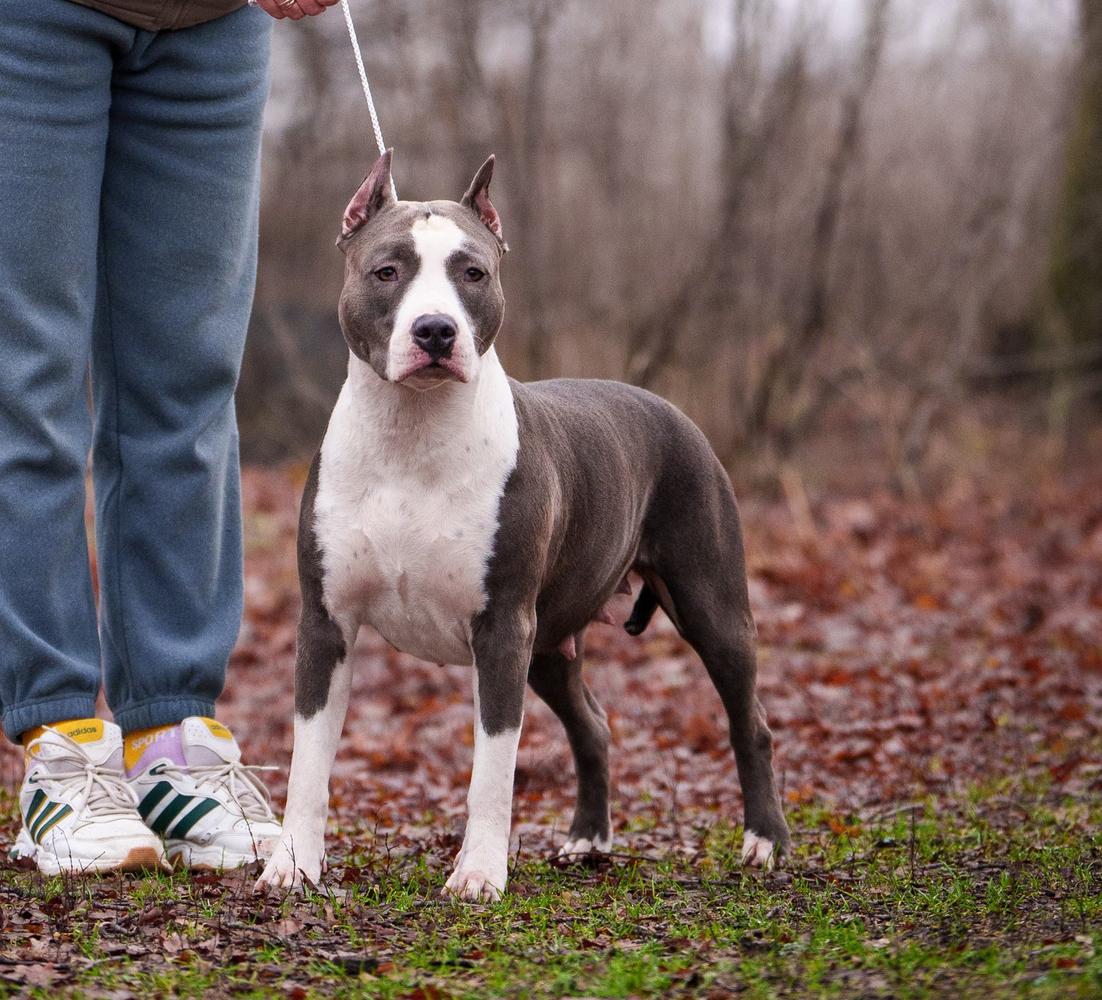 СH. RUS VENERA-VIKTORIYA IZ DOMA LANKASTER