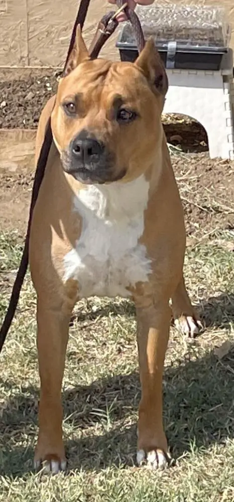 Bear Mountain Cherokee Rose