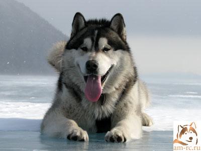 Laskovoe Oblako Han-Tengri