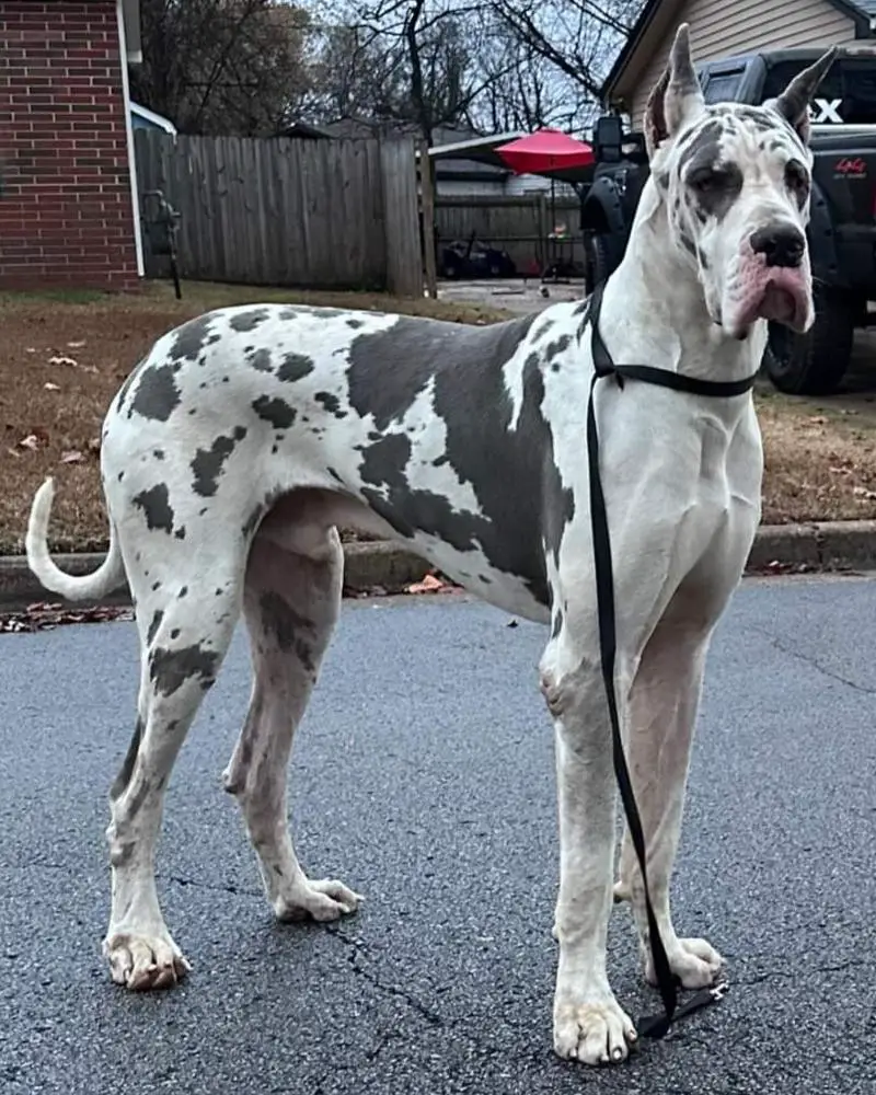 Rough Diamond's Grove St...Home