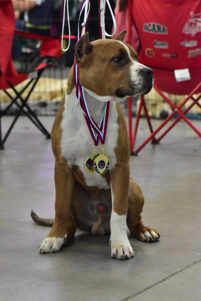 Puppy champion of Slovakia Wildandlys Tyson Fawn Diamond