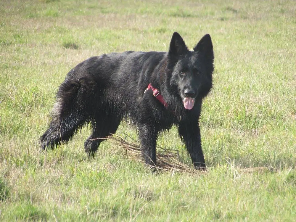 Leite de la legende du loup noir