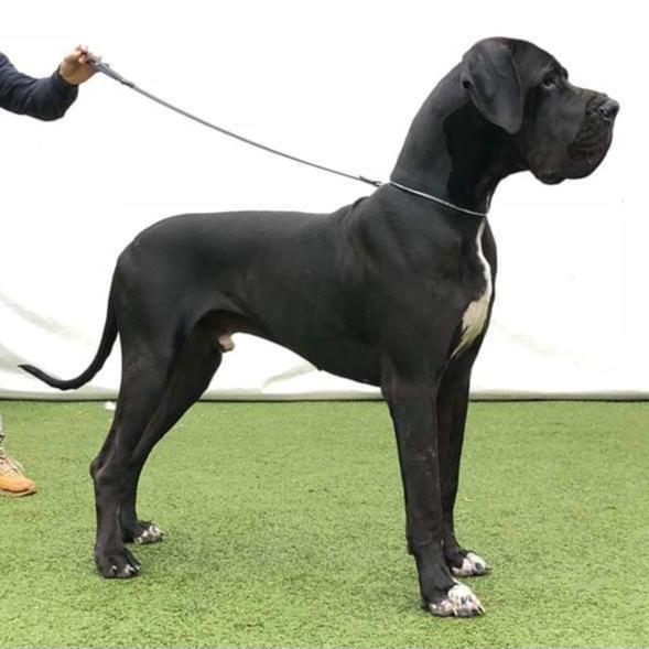 FCI InterCH Lucius Verus Commudus Del Nord Ovest