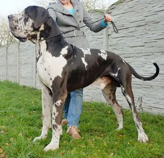 J'Dore des Terres de Brandon