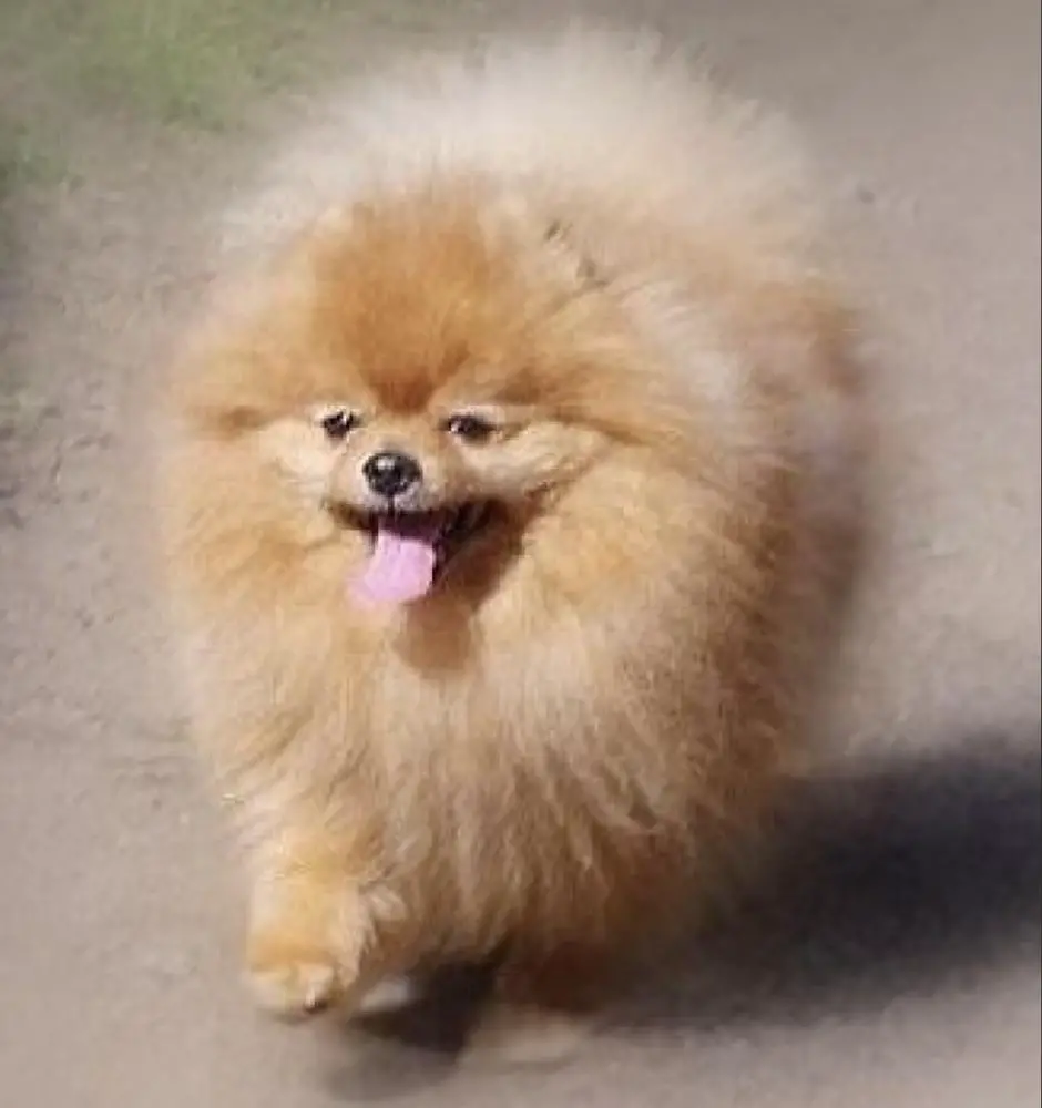 APOLLOS OF LENETTE’