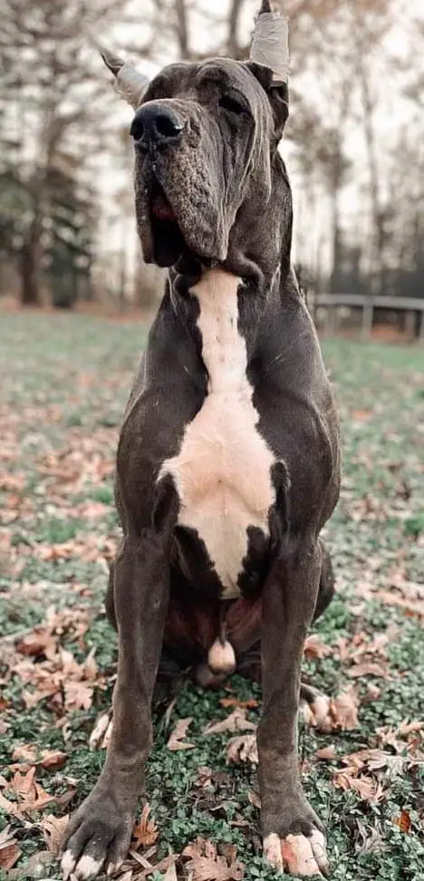 Britt's All Out Banzai Attack