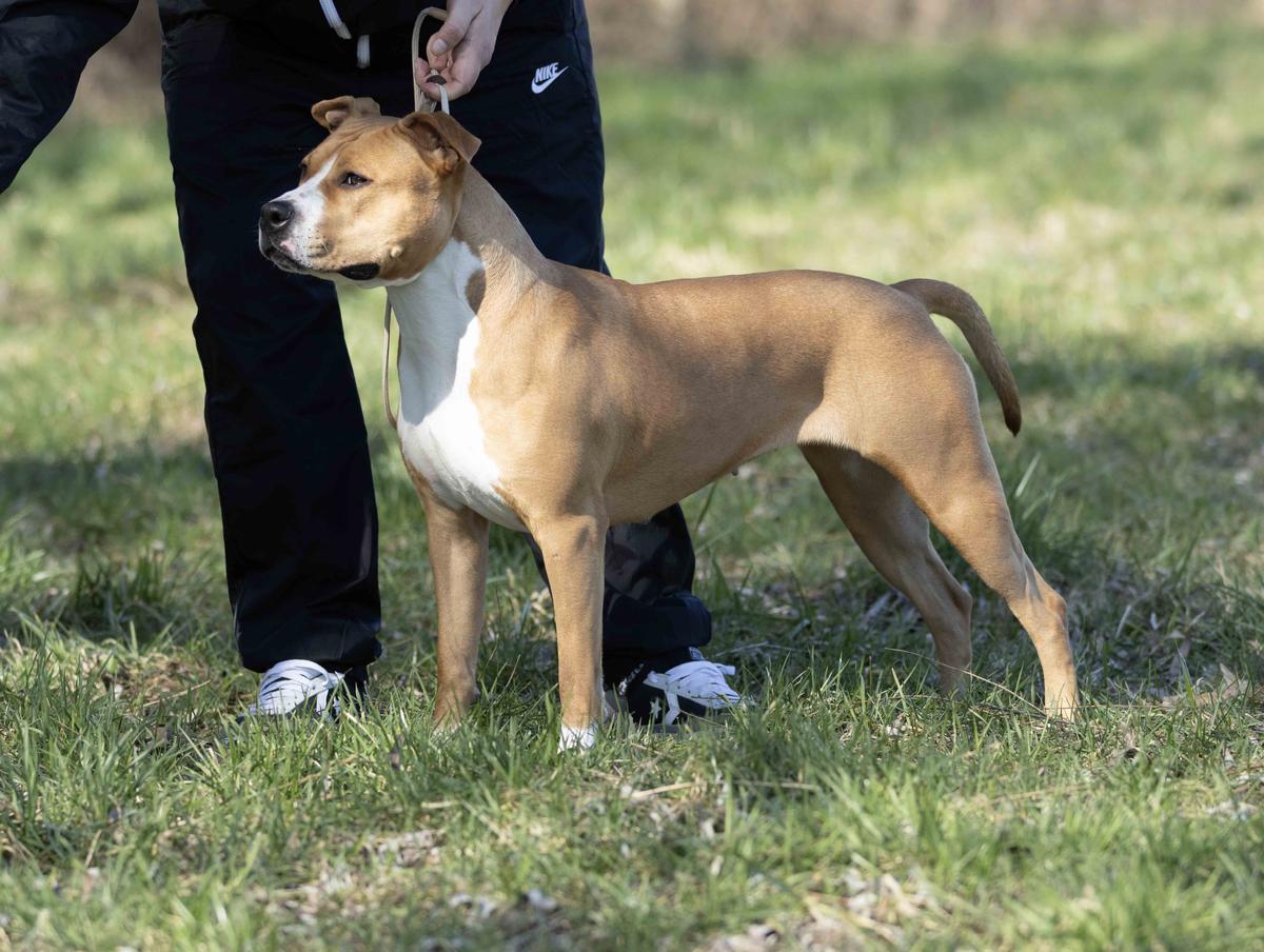 BodyBull Helikon My Sweet Nina