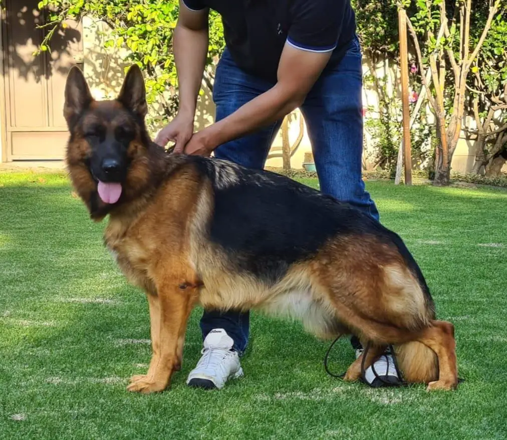 VA1 (Bo 2021) Candy von dem Gutem Herrn