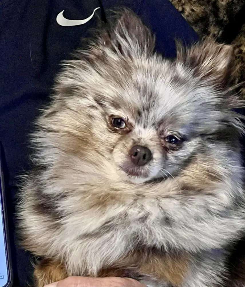 Mon Petit Chocolate Amour