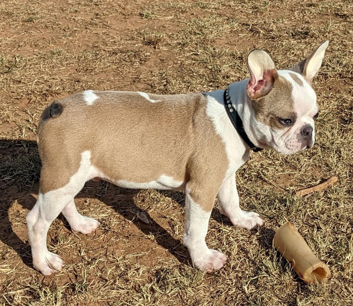 Sitsler's Oliver from Backwoods