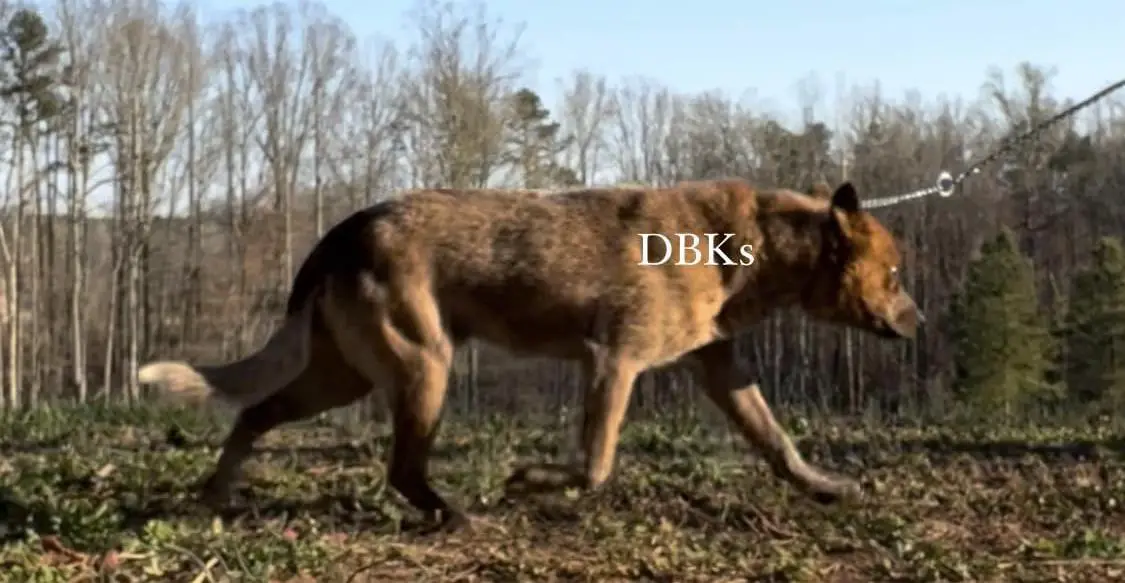 WRANGLER OF ROCKING S GOLDEN ACRES