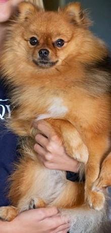 Ljuvliga Tösen Tessie Af Lindö